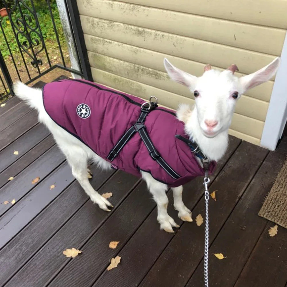 Clover & Tail™ WinterShield Dog Jacket – Waterproof, Harness-Ready Warm Coat for Small to Large Breeds